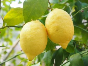 意外と知らない人が多い レモンとレモングラスの違いとは レモン同好会